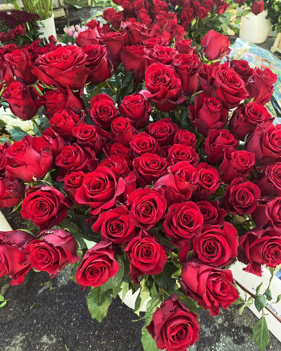 zombiepinscher's tweet photo. Passeggiando 🥀
#itwaswritteninblood https://t.co/onBfaTrWnb