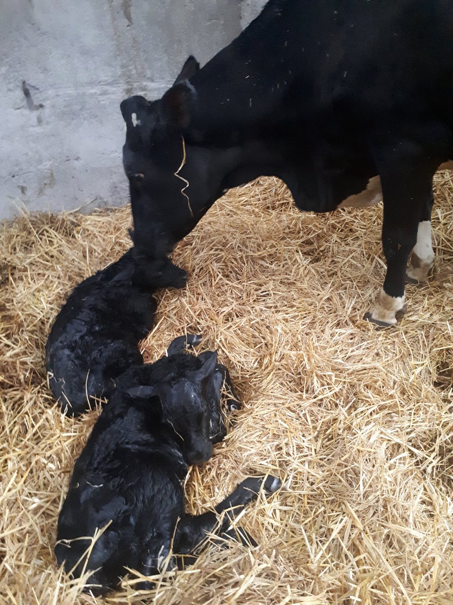 Caroline O'Donovan (@theminxeffect) on Twitter photo Huge twin heifers that couldn't decide who was coming out first. Great result from Ritchie from <a href="/GlasslynVets/">Glasslyn Vets</a> . #Calving24 #Lovefarming Huge twin heifers that couldn't decide who was coming out first. Great result from Ritchie from <a href="/GlasslynVets/">Glasslyn Vets</a> . #Calving24 #Lovefarming