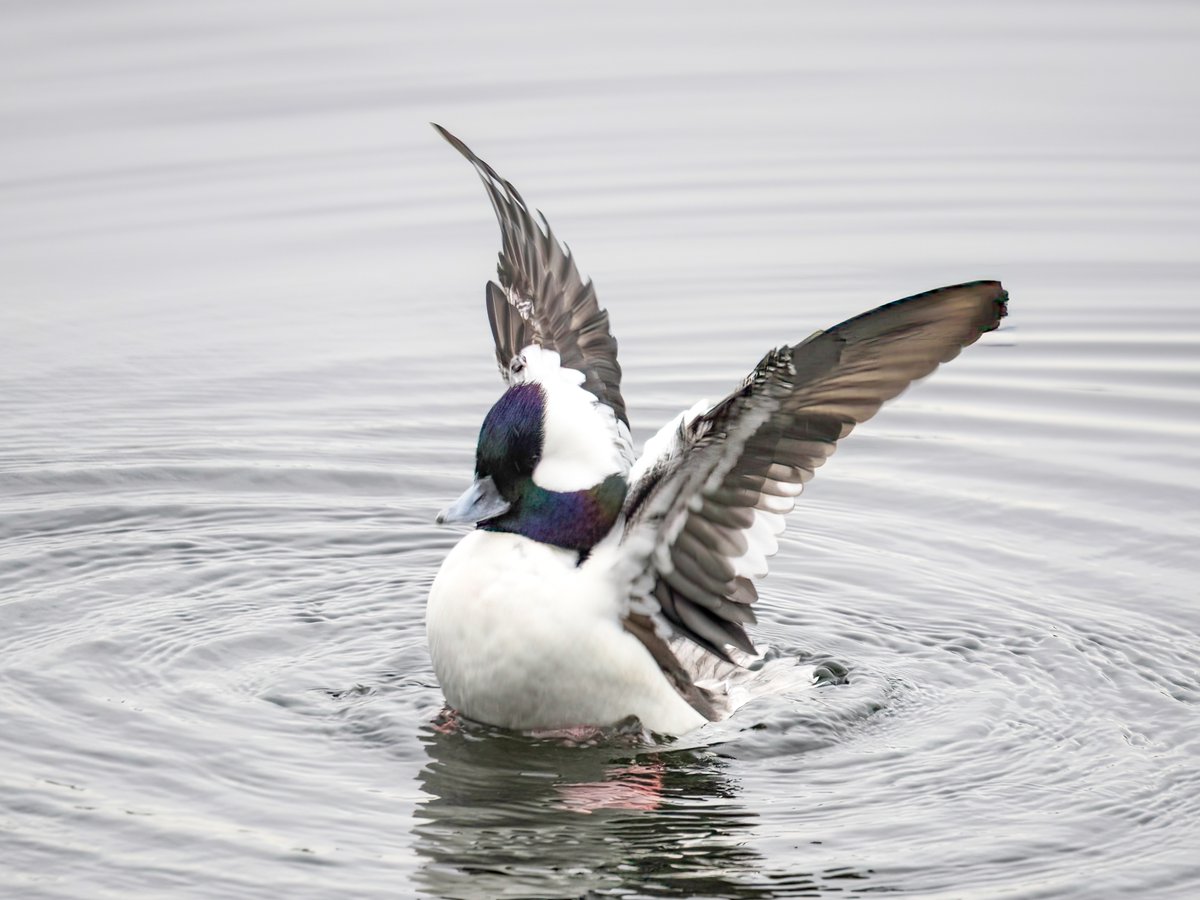 🤔, every meteorologist in the tri-state area this morning OR a bufflehead duck preening at the reservoir on a cloudy Saturday? #birdcpp #birding #birds #birdphotography  Photo: 2.10.2024