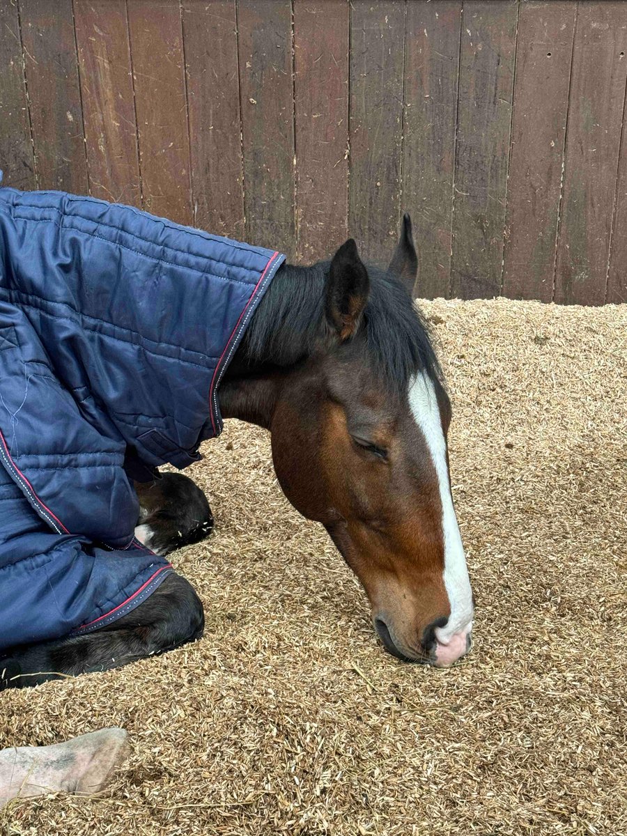 Police Horse Logie was snapped a short time ago all snuggled up and taking a long lie in today. He’s one tired boy 🐴 😴