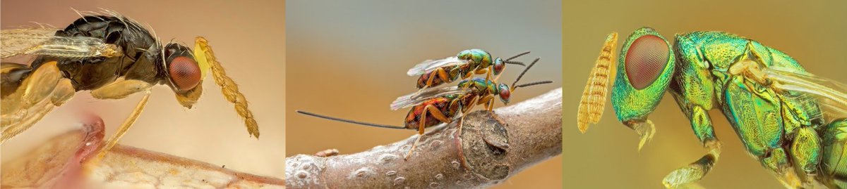 We are hiring! 🌟 Two PhD positions opened on species diversification and evolution of hymenopteran parasitoids in multi-trophic systems. Join our team at Charles University, Prague, Czech Republic 🇨🇿. Happy for retweets! Details: parasitoidwasps.com/uncategorized/…