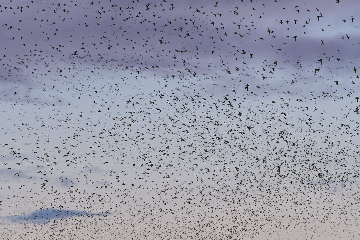 Some of the Knot at the Snettisham Spectacular, yesterday morning <a href="/Natures_Voice/">RSPB</a>