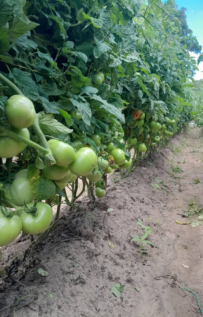 PhiriDivah's tweet photo. Open field tomato crop, variety Star 9009 Aka Chamboko chewaya in Kutama Zvimba🔥 https://t.co/9ijhvjBC5g