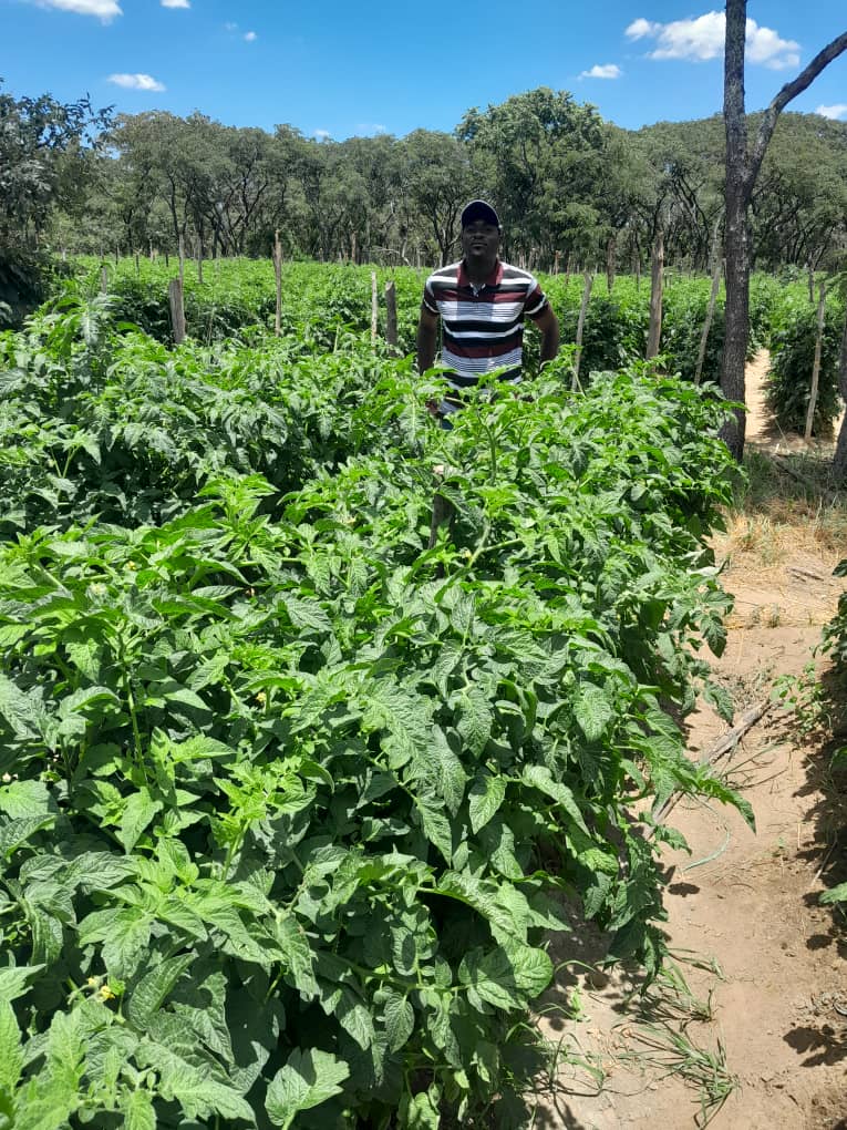 PhiriDivah's tweet photo. Open field tomato crop, variety Star 9009 Aka Chamboko chewaya in Kutama Zvimba🔥 https://t.co/9ijhvjBC5g