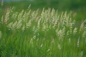 Today is February 13th and the flower today is grass. More specific? It's Reed Canary Grass
It's invasive? Let's reed on! Science-y stuff incoming!
Common Name: Reed Canary Grass
Scientific Name: Phalaris arundinacea L.
Plant Family: Poaceae
Location: Woodland
Season: May-June