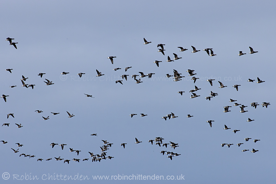 Photo taken from one of the hides @NWTCleyCentre on 10th Feb 2024 of a flock of Dark-bellied Brent Geese. Can you spot the Red-breasted Goose, which has been wintering with them? It wasn't actually seen at the time.