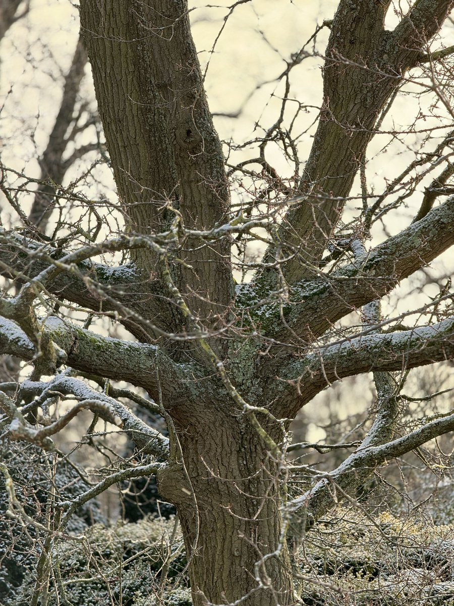 Happy #thicktrunktuesday !