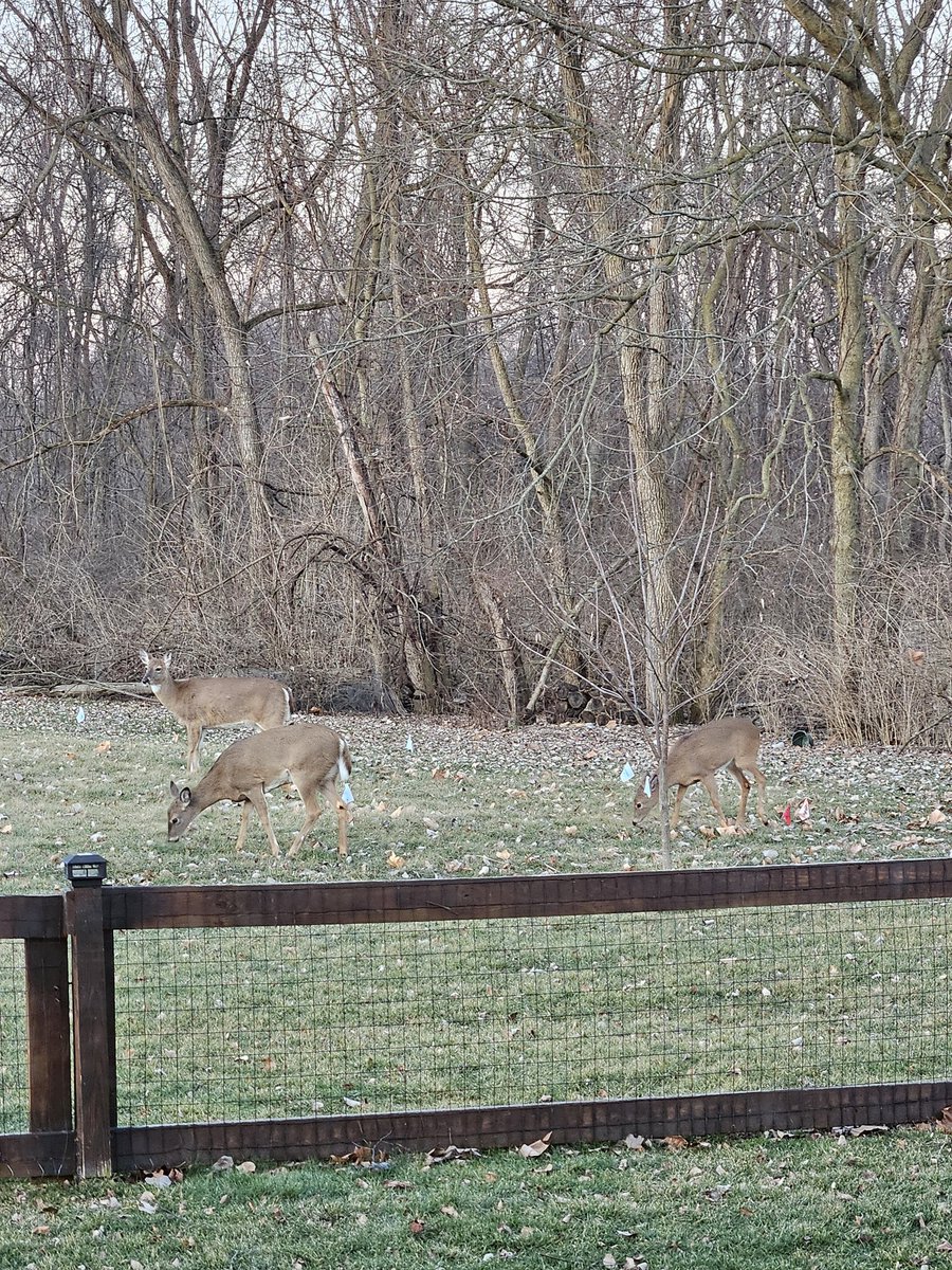 Good morning, deer 🌞!