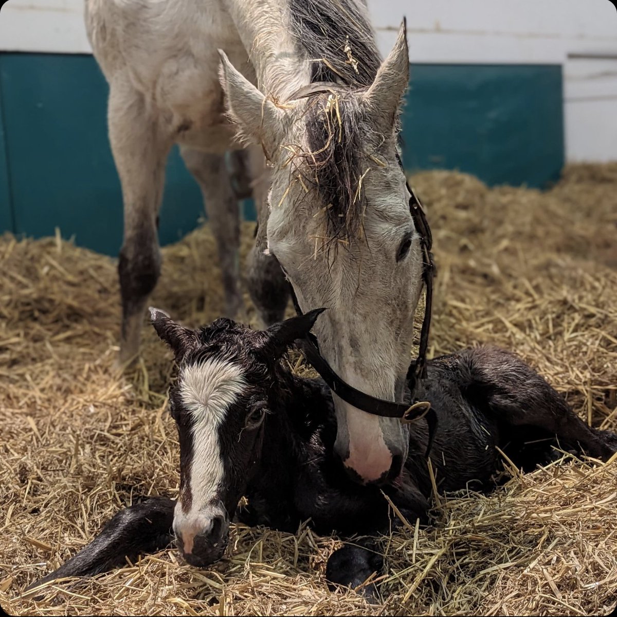 What an absolute beauty! Fourty Four Sunsets did a fantastic job of delivering this gorgeous Havana Grey filly on Friday morning #foalingseason2024