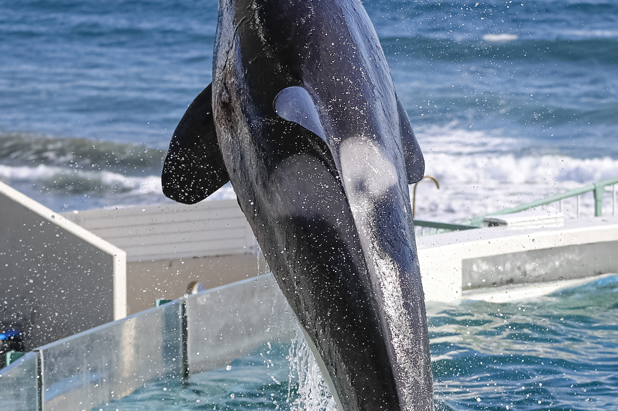 281.シュリンク付/新品未開封/ジグソーパズル/シャチ/鴨川シーワールド/ 鴨川シーワールド シャチパズル - メルカリ