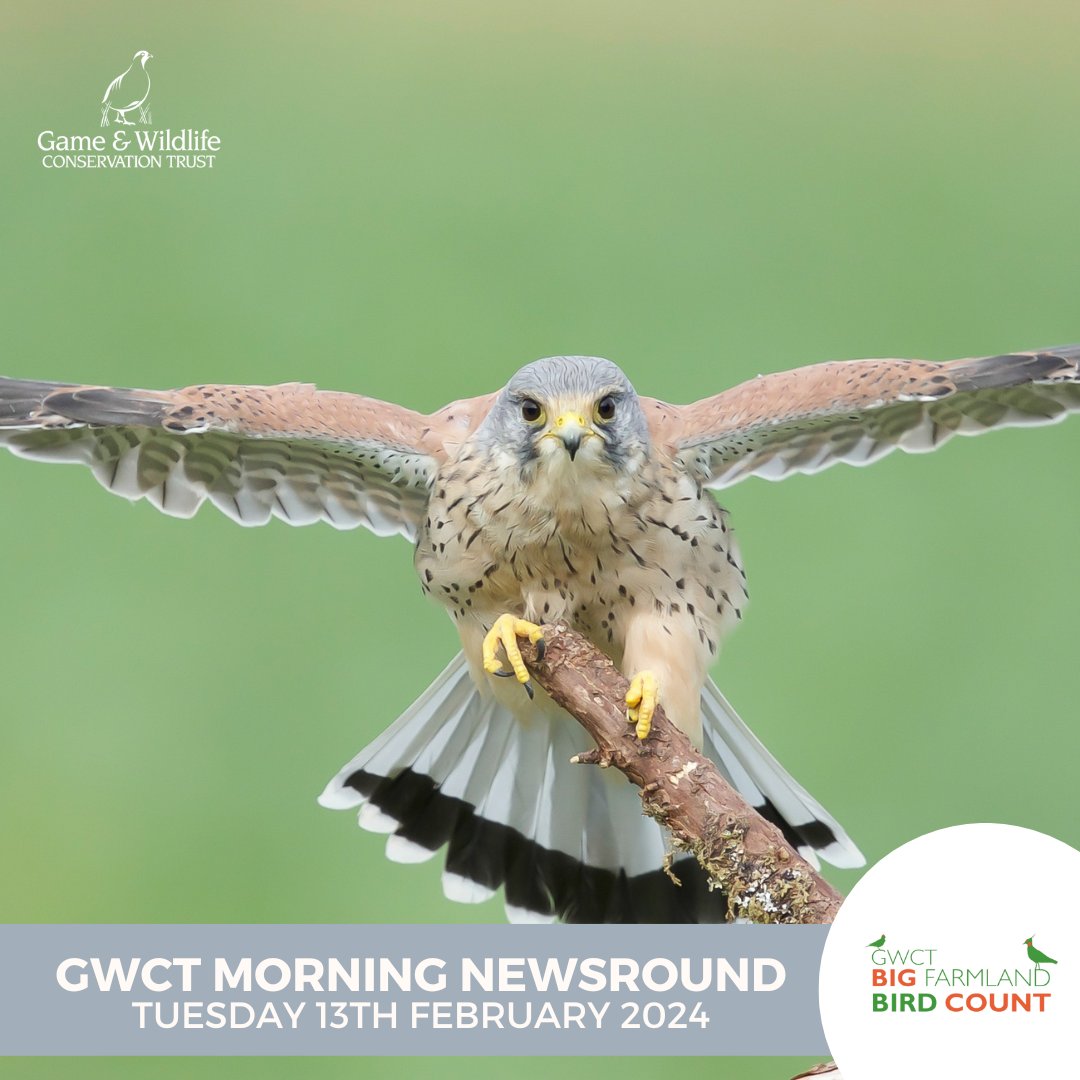 In today's #GWCT Morning Newsround: 🚜 Farmer clusters in Scotland 🐦 Bird flu causing fall in UK seabird numbers 🧠 Adam Henson backs farming mental health campaign Check out these stories and more in the Morning Briefing 👇🏼 mailchi.mp/gwct.org.uk/mo…