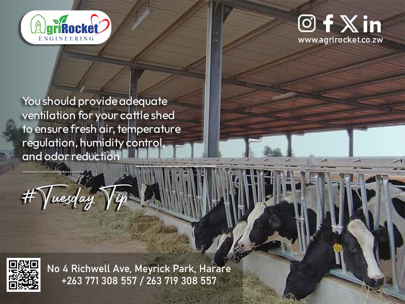 Keep Your Cattle Shed Fresh and Healthy with Proper Ventilation! Ensure adequate airflow, clean surroundings and a happy herd
#TUESDAYTIP
 #CattleCare #VentilationMatters #smartfarming #steelshed #cattle #dairy #ranching #beefcattle