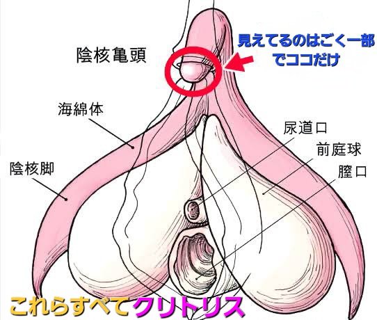 今までそこそこ見てきたはずだけど最近知った事でクリトリスてほんとはこんなにおっきいんだよね笑 見えてる部分だけなら5mmぐらいでちっさくてもその奥には20倍以上の大きな臓器が広がってる!! だからほんと氷山の一角でちょっと見たり聞いたりして知ってるつもりでも実は何にも知らない事ばっかし&hellip;<a href="/tag/%E3%83%90%E3%82%A4%E3%83%96"class="tags"><span>#バイブ</span></a><a href="/tag/%E3%82%AF%E3%83%AA%E3%83%90%E3%82%A4%E3%83%96"class="tags"><span>#クリバイブ</span></a><a href="/tag/%E5%90%B8%E5%BC%95"class="tags"><span>#吸引</span></a>
