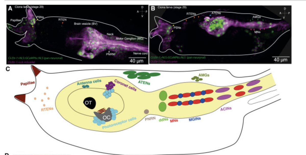 #Ciona larvae showcase polymodal sensory perception to navigate life transitions, demonstrating complex decision-making through simplified nervous systems by responding to chemical &amp; mechanical cues.  #evolution Congrats to <a href="/HoyerJorgen/">Jørgen Høyer</a> &amp; authors! 🔬 bit.ly/4bOFawT