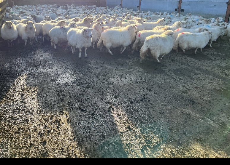 Abi Beynon-brown tweet media