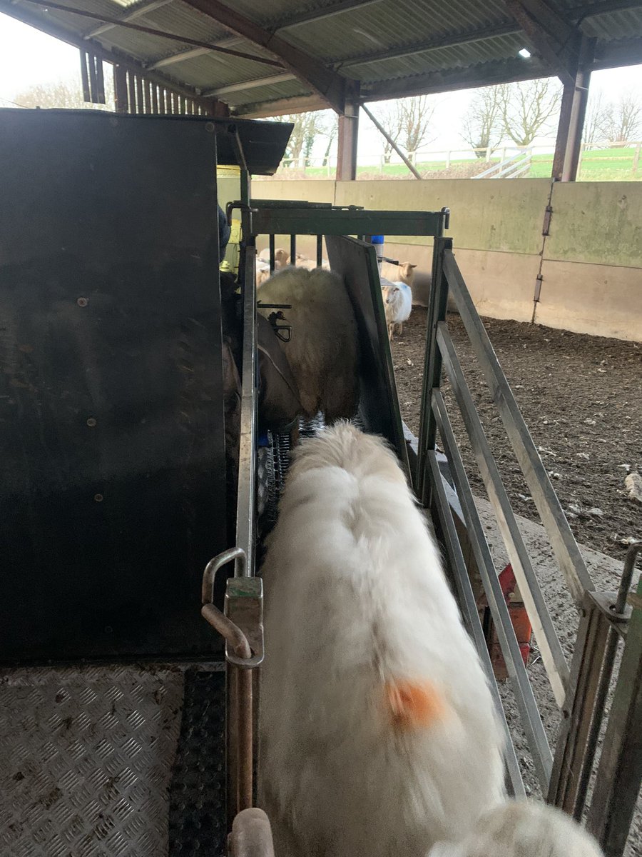 Abi Beynon-brown tweet media