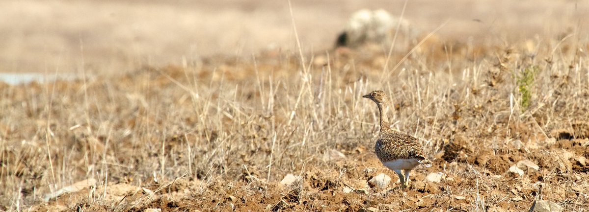 😔The Portuguese Little Bustard breeding population is in a steep decline. 👉Silva, J.P. et al.: A nationwide collapse of a priority grassland bird related to livestock conversion and intensification. doi.org/10.1038/s41598… Photo: A. Chateignier (CC BY-NC-ND 2.0 DEED)