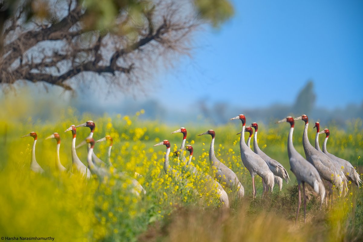 Cranes of the fields.
We decided to search the fields around Bharatpur for Sarus cranes and we were astonished to see the numbers. We spent a full day with around a flock of around 50+ Sarus cranes in the agriculture fields.