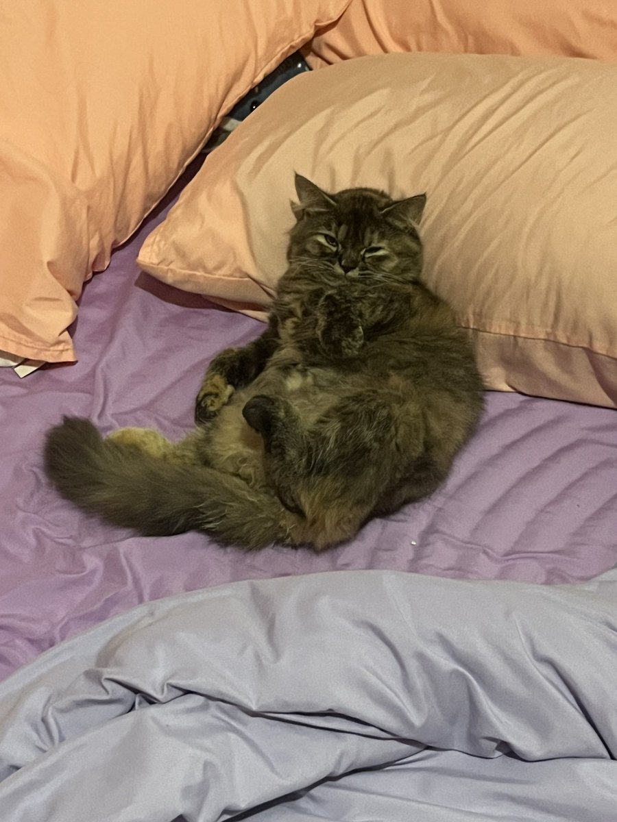 httpsnth's tweet image. Phat