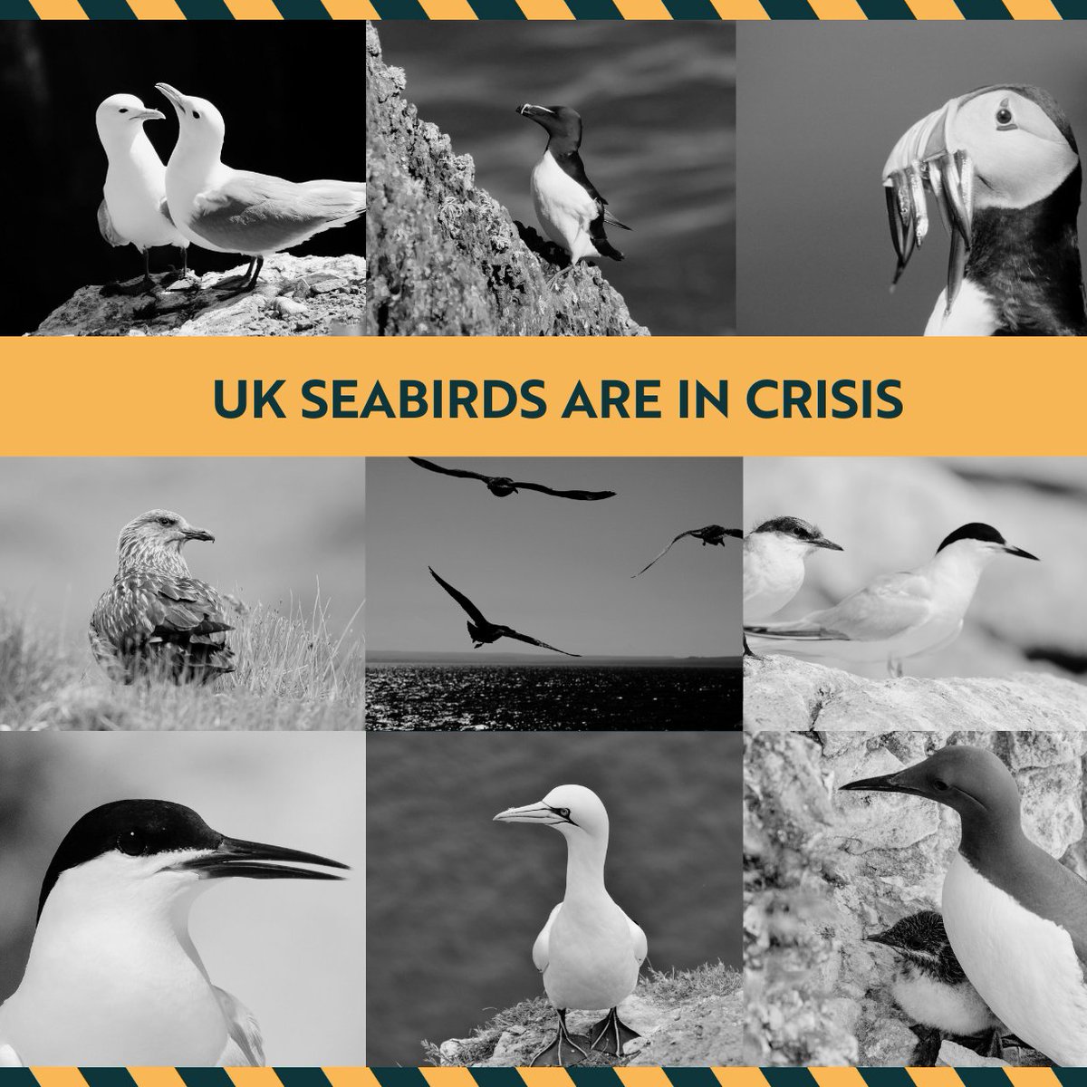 ⚠ NEW RSPB REPORT: UK seabirds are in crisis. The report, for the first time, quantifies the effects of recent avian flu outbreaks on our seabird populations. With 9 out of the 13 species surveyed declining, HPAI is a major threat alongside climate change, overfishing & more.