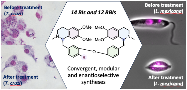 Congratulations Ana, Hannah, Erica, Maiara and the Wheeler and Tempone groups on the publication of our work on BI and BBI alkaloids in <a href="/JACS_Au/">JACS Au</a> 🍾🎉. A comprehensive survey of bioactivity against T. cruzi and L. infantum. See: pubs.acs.org/doi/10.1021/ja…