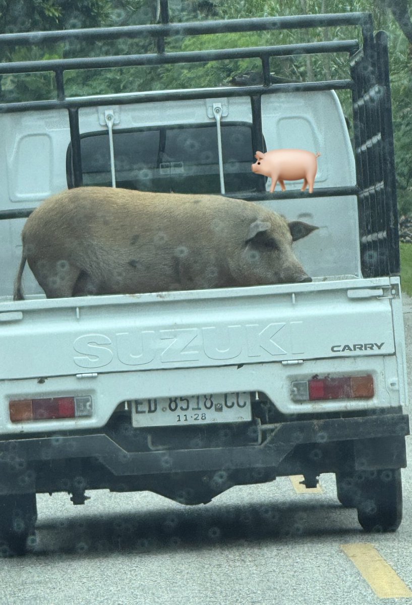 tg_cryptos's tweet image. They got #porked 🐷😂