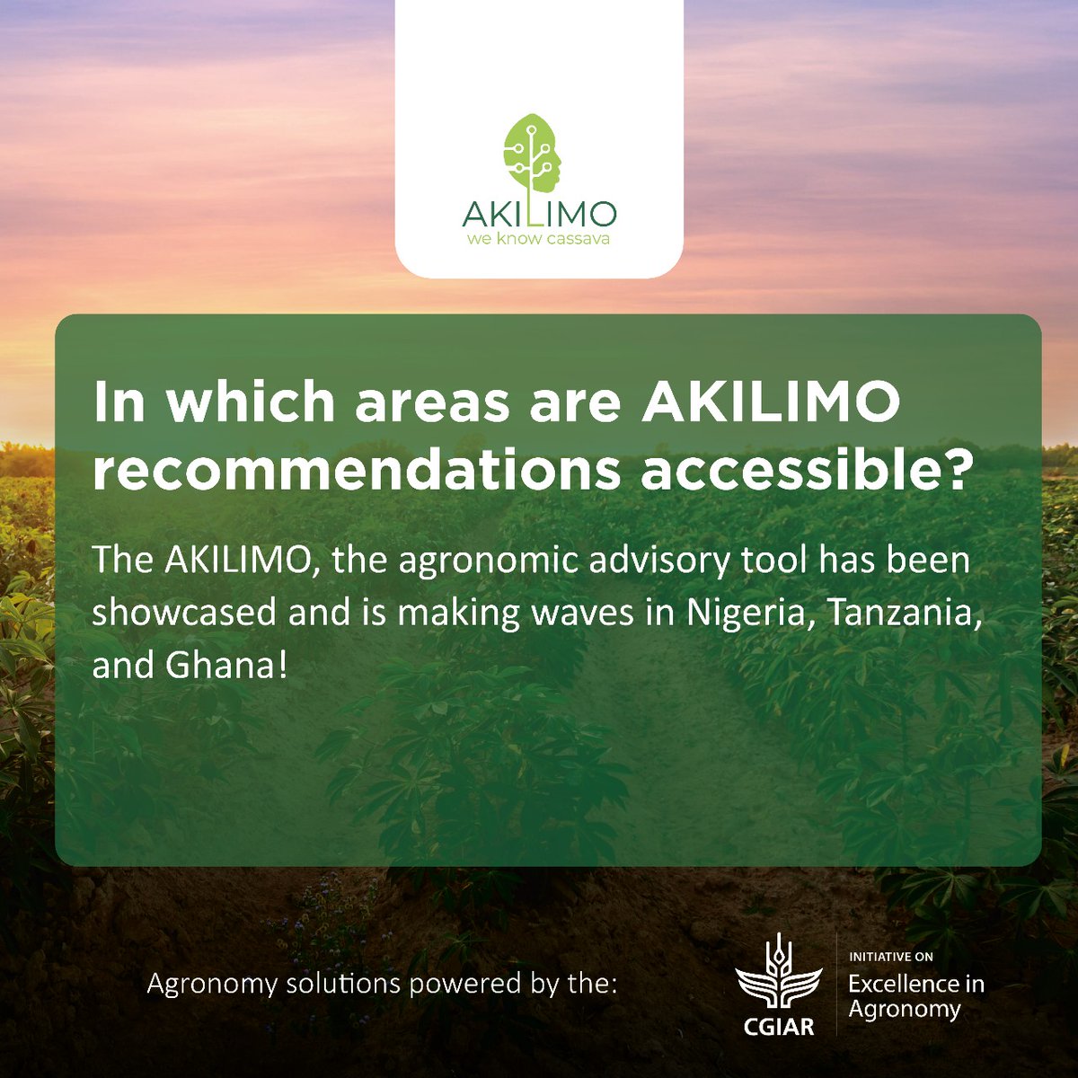 CgiarFarming's tweet photo. The #AKILIMO agronomic advisory tool is making waves in Nigeria🇳🇬, Tanzania🇹🇿, and Ghana🇬🇭!
It gives specific recommendations for schedule planting, making it easier for farmers to plant cassava at a specified period to obtain high-quality cassava.
👉https://t.co/q2TXLmsqI2 https://t.co/2HqvRjCR8I