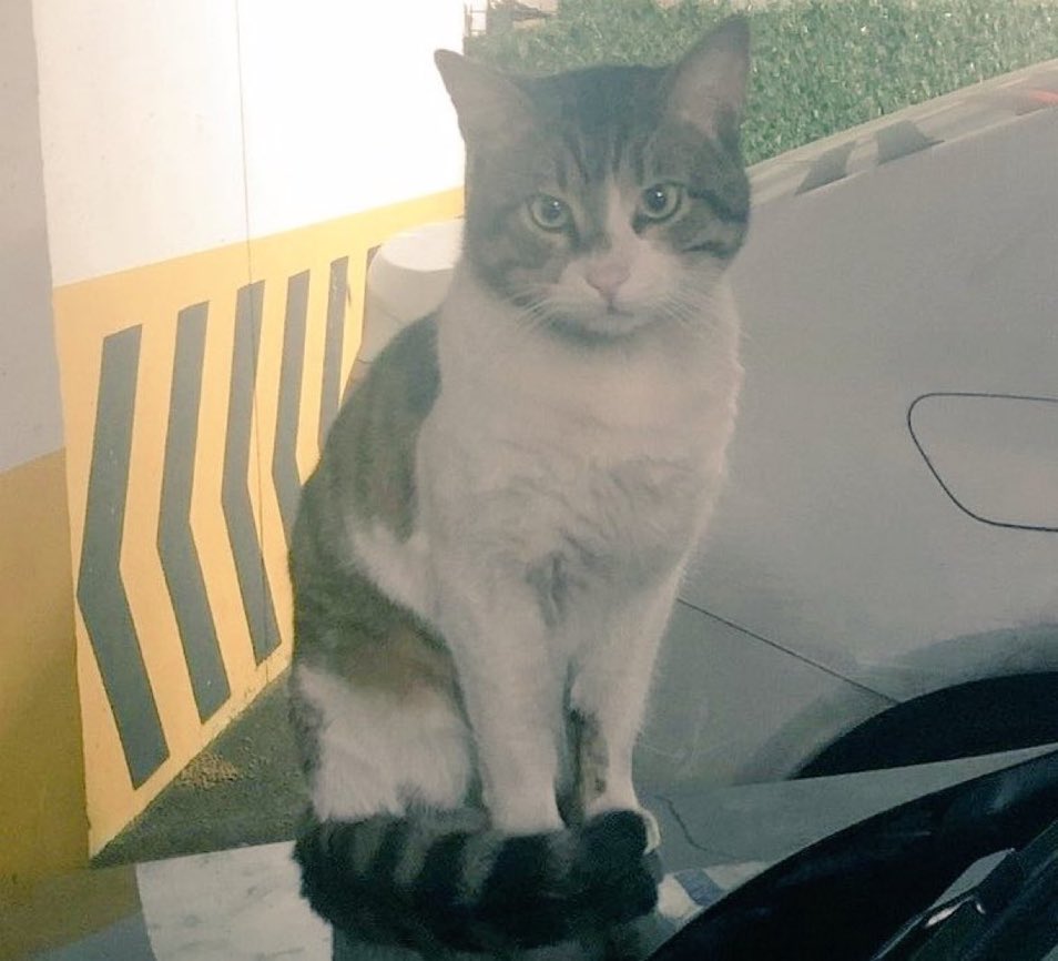 #ibrahimkeloğlantutuklansin #