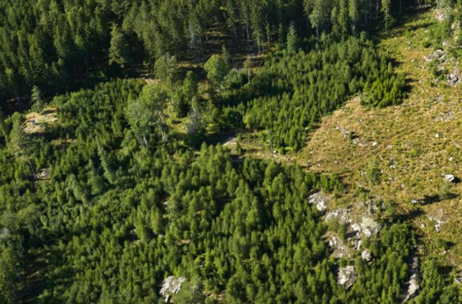 Senaste statistiken från Skogsstyrelsen visar att den avverkningsanmälda arealen under januari minskade med 21 procent jämfört med januari 2023. skogsstyrelsen.se/nyhetslista/av…