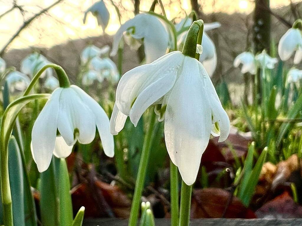 craigcpaterson's tweet photo. Snowdrops in the morning shot using @halideapp
.
#shotoniphone13pro #shotoniphone #halide #halideapp #neuralmacro #snowdrops #macro #macrophotography https://t.co/teNe9u1UvM https://t.co/uvbmzxhk2g
