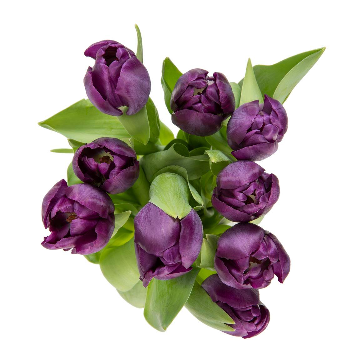 MishcaAppolis's tweet photo. @expressoshow @WOOLWORTHS_SA My favorite flower is a Tulip! 🌷It's so beautiful, vibrant and brightens up any space 😍 a definite mood uplifter 💞  #WooliesValentines https://t.co/HcwNOu0FCK