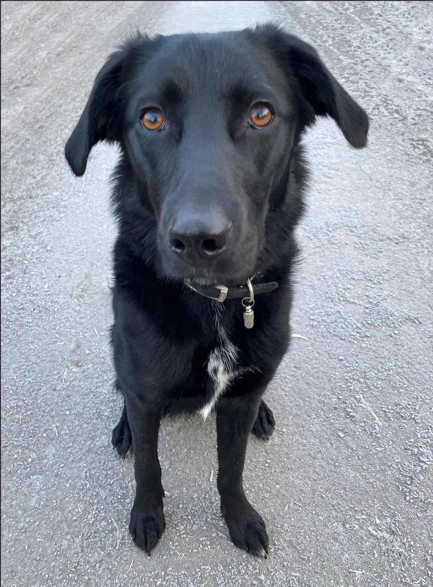 Introducing Inky! My new studio buddy. Look out for a little black dog appearing in my paintings soon. #adopt #AdoptDontShop
