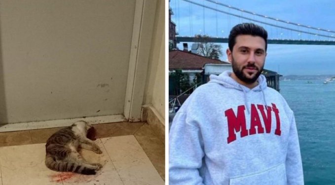 #kedikatili
Bunlara gunesi haram etmedikce nekadar sapik cani var ise bize gun yuzu haram her gunum bas agrisi sinir uzuntuyle geciyor cildirmamak elde degil.