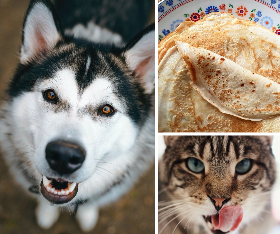 Better than pancakes for pets! Give cats and dogs these delicious healthy treats, with free UK P&P 
👉 bit.ly/NaturalCatTrea…

#cats #dogs #cattreats #dogtreats #naturalcattreats #naturaldogtreats #sensitivedog #sensitivecat #calmdog #calmcat #calmingdogtreats #calmingcattreats