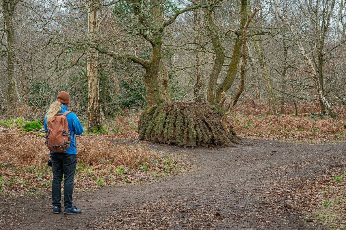Happy #thicktrunktuesday tree lovers! 🌳 @RSPBSherwood @keeper_of_books #ancientwoodland