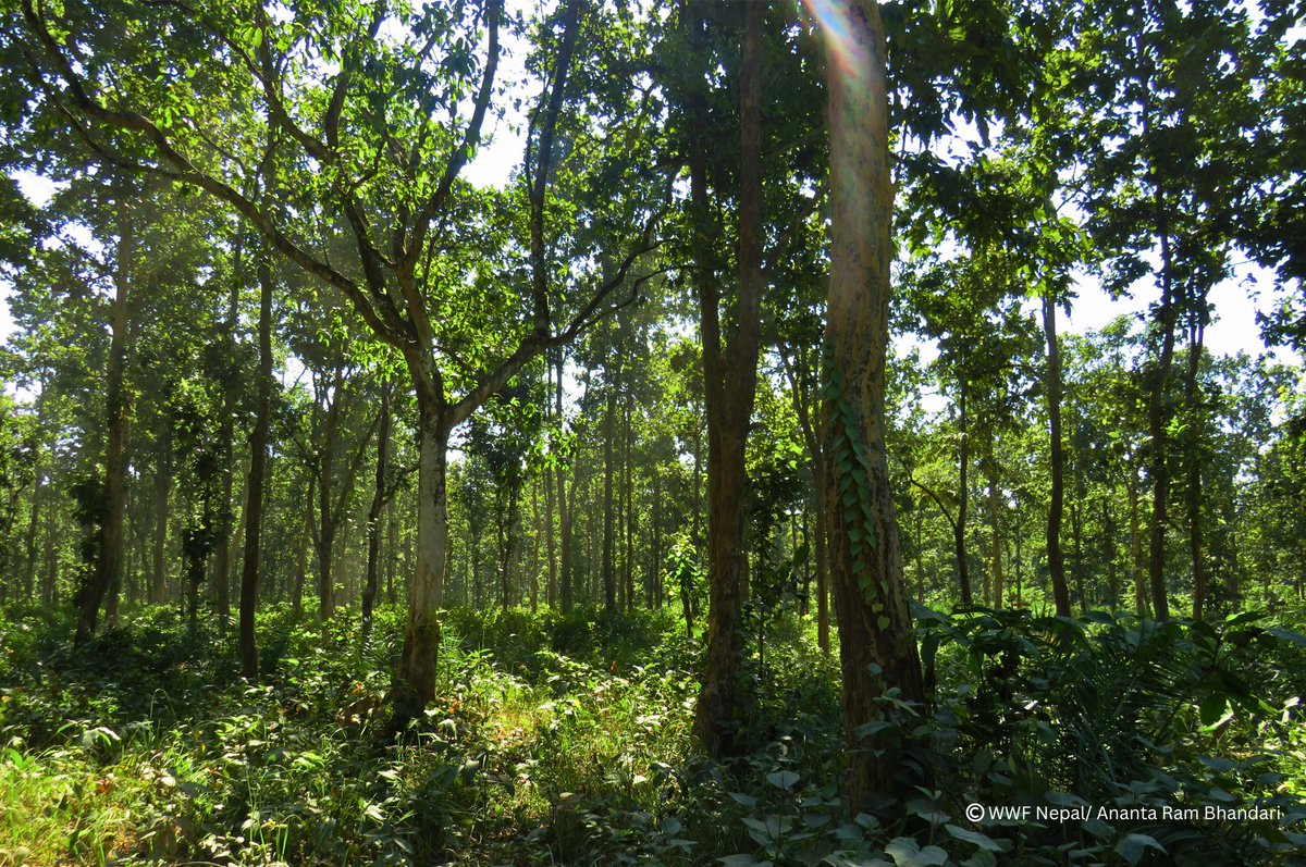 We have an amazing news!

The Terai Arc Landscape has today been recognized and honored as one of the seven UN World Restoration Flagships as part of the UN Decade on Ecosystem Restoration! 

#forestrestoration #togetherpossible