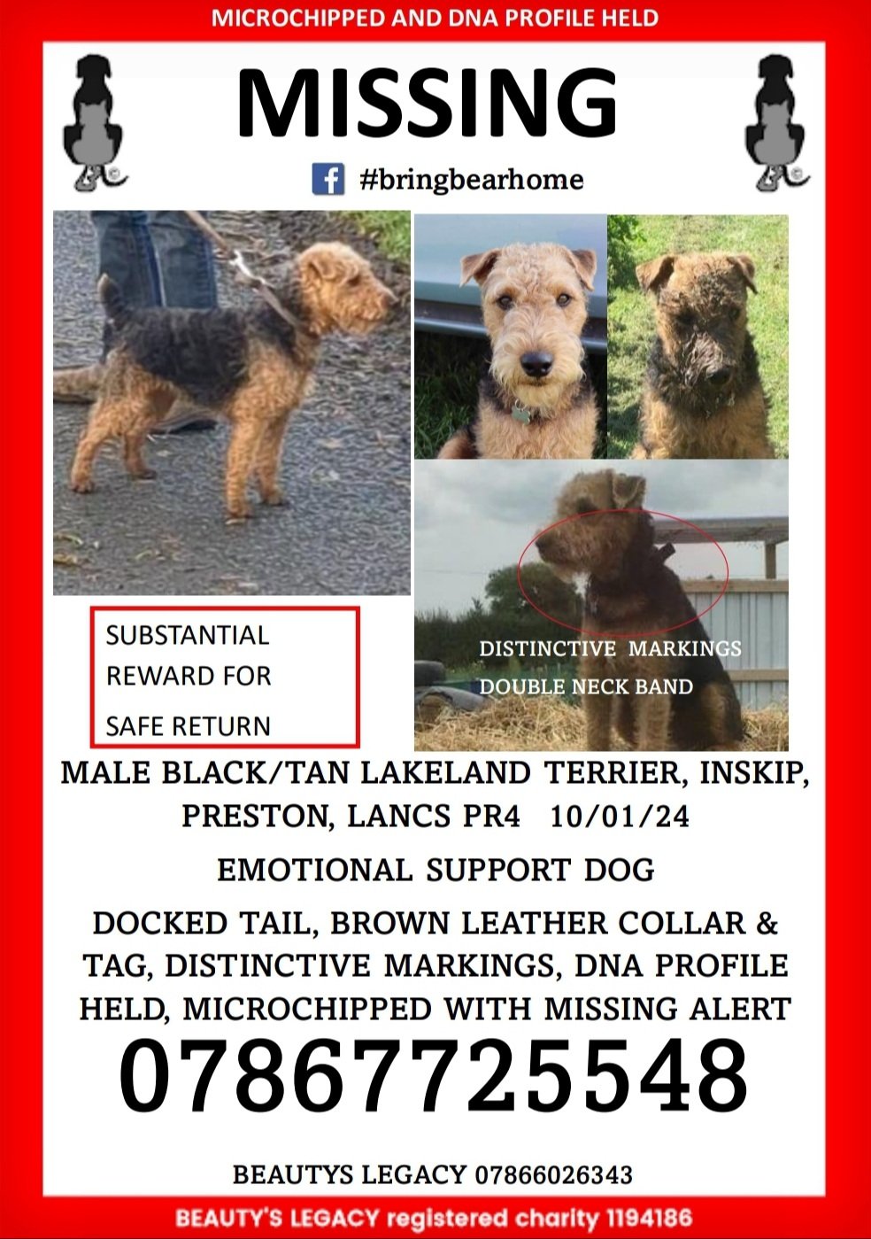 Airedale deals terrier kijiji