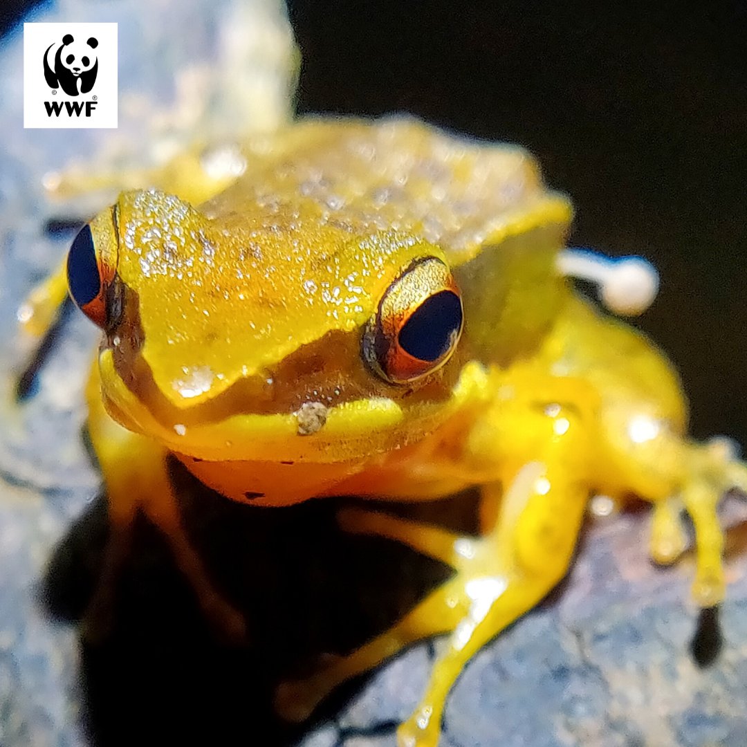 A frog in the #WesternGhats has experts around the world bewildered. Lohit Y.T., a river and wetlands specialist from WWF-India, and Chinmay C. Maliye chanced upon an unprecedented phenomenon: a #frog playing host to a #mushroom. Picture Courtesy: Lohit Y.T./WWF-India #WWFIndia