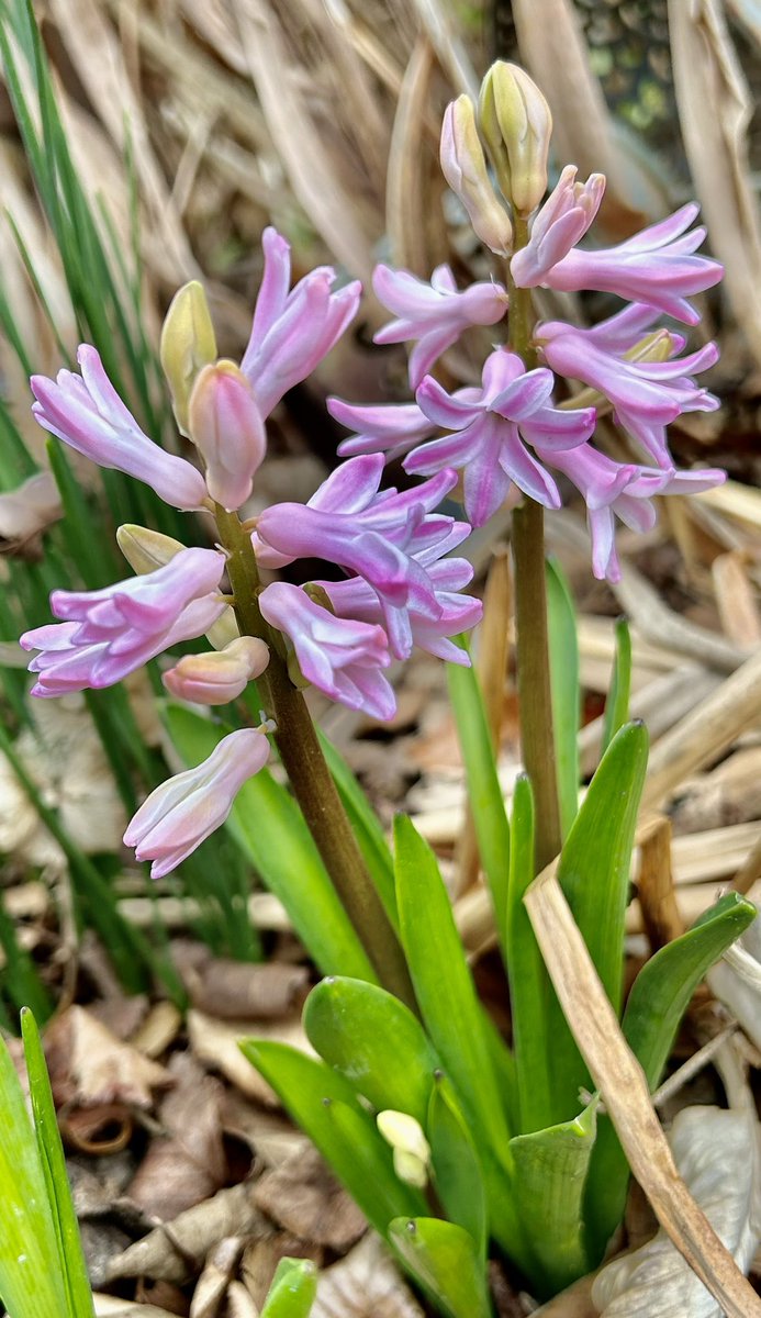 Now that the potted #Hyacinths are done the ones in the garden are up and singing about spring 💗🪻 #Gardening #SpringFlowers #PinkFlowers #FlowerPhotography #Flowers #GardeningTwitter #Plants #GotToBeNC
