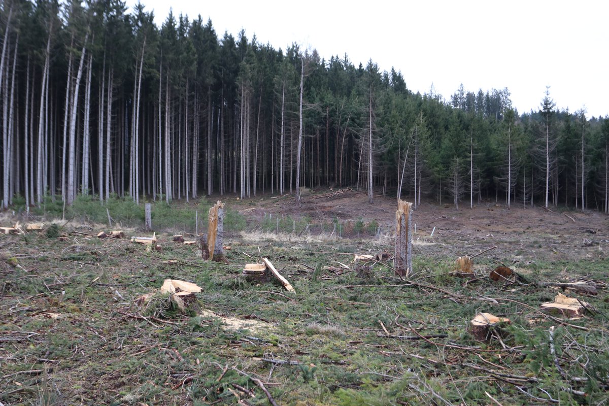 Open PhD position at Forest Zoology <a href="/tudresden_de/">TU Dresden</a>! Spruce in Central Europe is seriously impacted by disturbances/climate change. We study how different management options for converting these forests affect biodiversity. Apply until Mar 13th tu-dresden.de/stellenausschr…