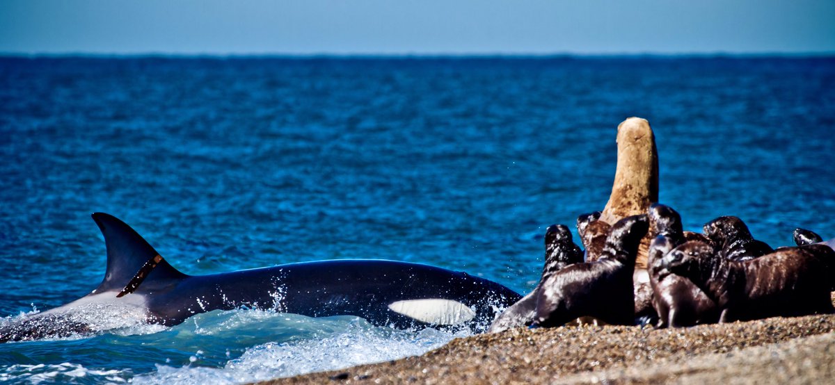 Buen día ☀️ Orcas @ Punta Norte - Patagonia Argentina 🇦🇷 #orca #killerwhale #freeorca #wildlife #nature #madyn #chubut #patagonia #argentina