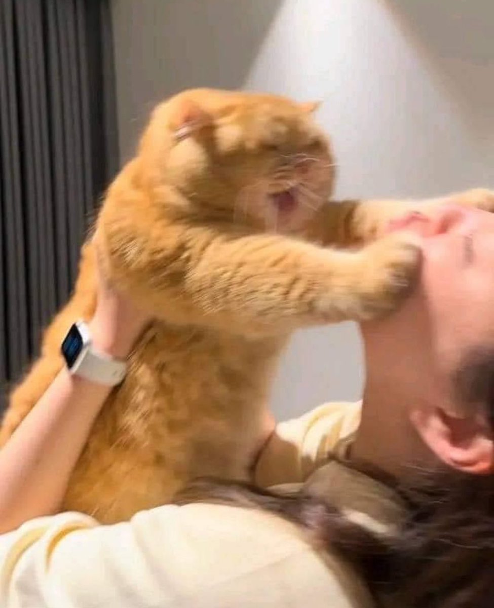 Punch Cat tweet media