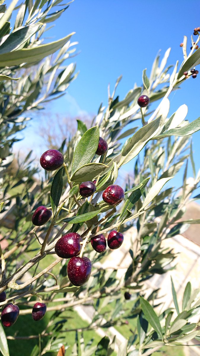 the olives in our churchyard!

#NatureKnowsNoBorders  #wintersun #olives