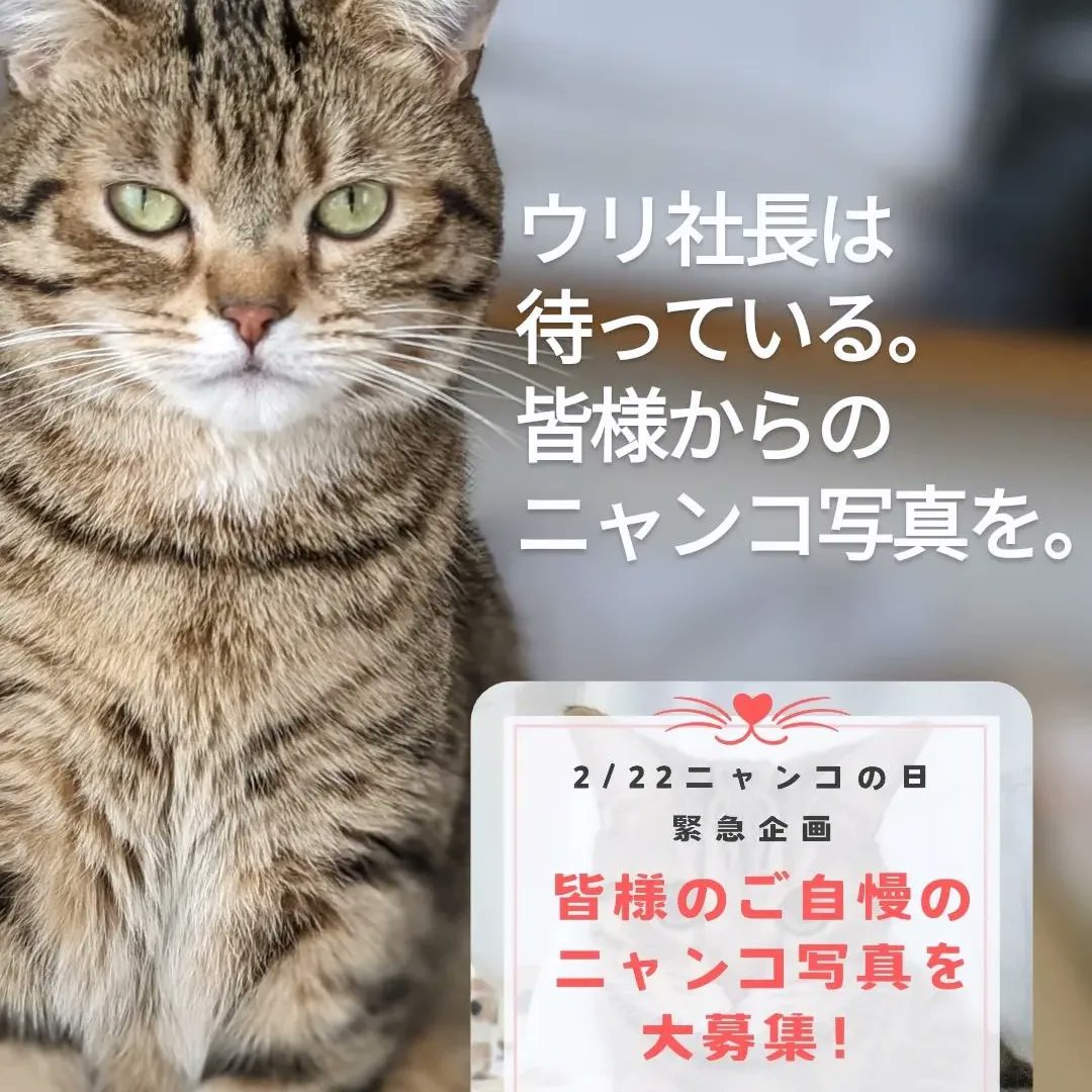 gatnatxa's tweet photo. ウリ社長は待っています。
皆様からのニャンコ写真を。

https://t.co/Zx4SLP3zqT

#ねこ #猫好き #猫好きさんと繫がりたい #猫写真 #ニャンコ #222 #猫の日 #猫イベント https://t.co/pF6OylWmXx