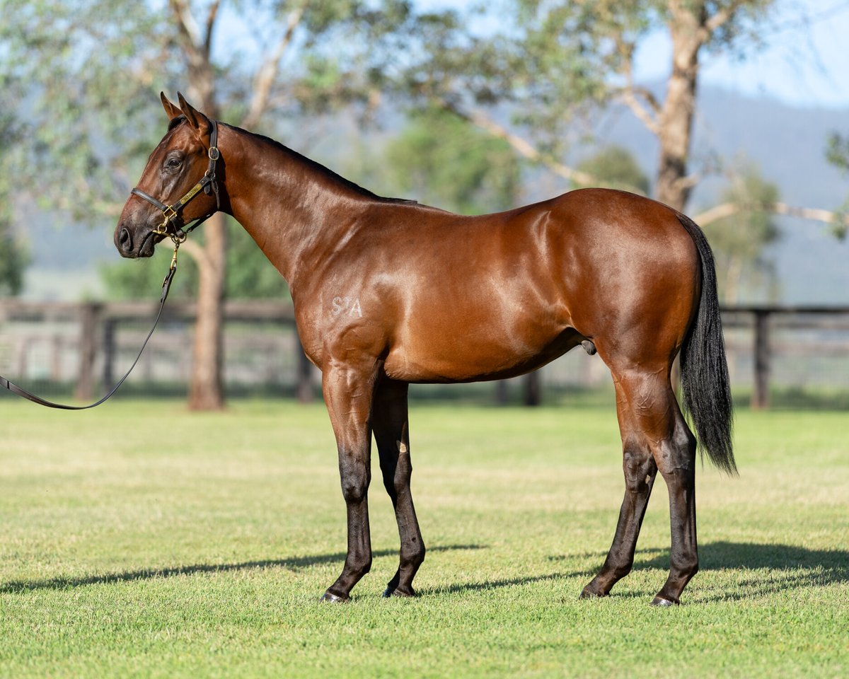 RolltheDiceRace's tweet photo. 3 lovely additions to the π²stable. Lot 607 Shamus Award filly @Freedmanmitch $60k (pictured left), Lot 701 Magna Grecia & new partnership with @rjollyracing $50k & Lot 728 Zousain colt @FreedmanRacing $50k (pictured right). Get in touch for details! #StartRolling #webuyvalue https://t.co/Ok9I7xeWNb