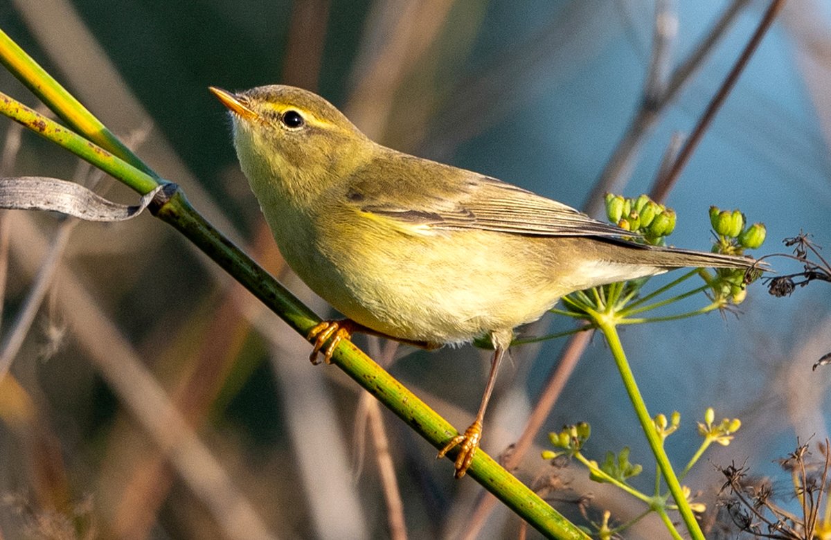 greenpeace_gal's tweet image. Hai enormes diferenzas nos programas dos tres principais partidos en termos de conservación da natureza, unha das grandes asignaturas pendentes en Galicia, que conta coa menor superficie de rede Natura do Estado, con menos do 12%. Imos aló 🧵👇