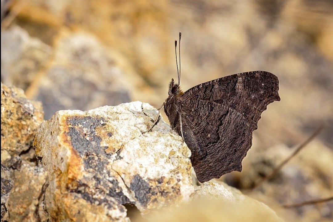 Kanatüstü bu kadar alacalı olan, kelebek gözlemcilerinin göz bebeği  Tavus Kelebeği'nin (Aglais io) kanataltı görüntüsü adeta bir ağaç kabuğunu andırarak ağaç gövdelerinde kendisine inanılmaz bir kamuflaj kabiliyeti sunmaktadır!
📸: Enes Pekel &amp; K. İ. Pusulası
#haftanınkelebeği