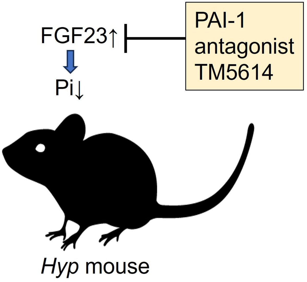 FEBSOpenBio's tweet image. The PAI-1 antagonist TM5614 may be an effective treatment for vitamin D-resistant rickets and osteomalacia caused by excessive production of FGF23

➡️buff.ly/3waDw8j

#FGF23 #Hypophosphatemia 
#Osteomalacia #VitD #PAI1