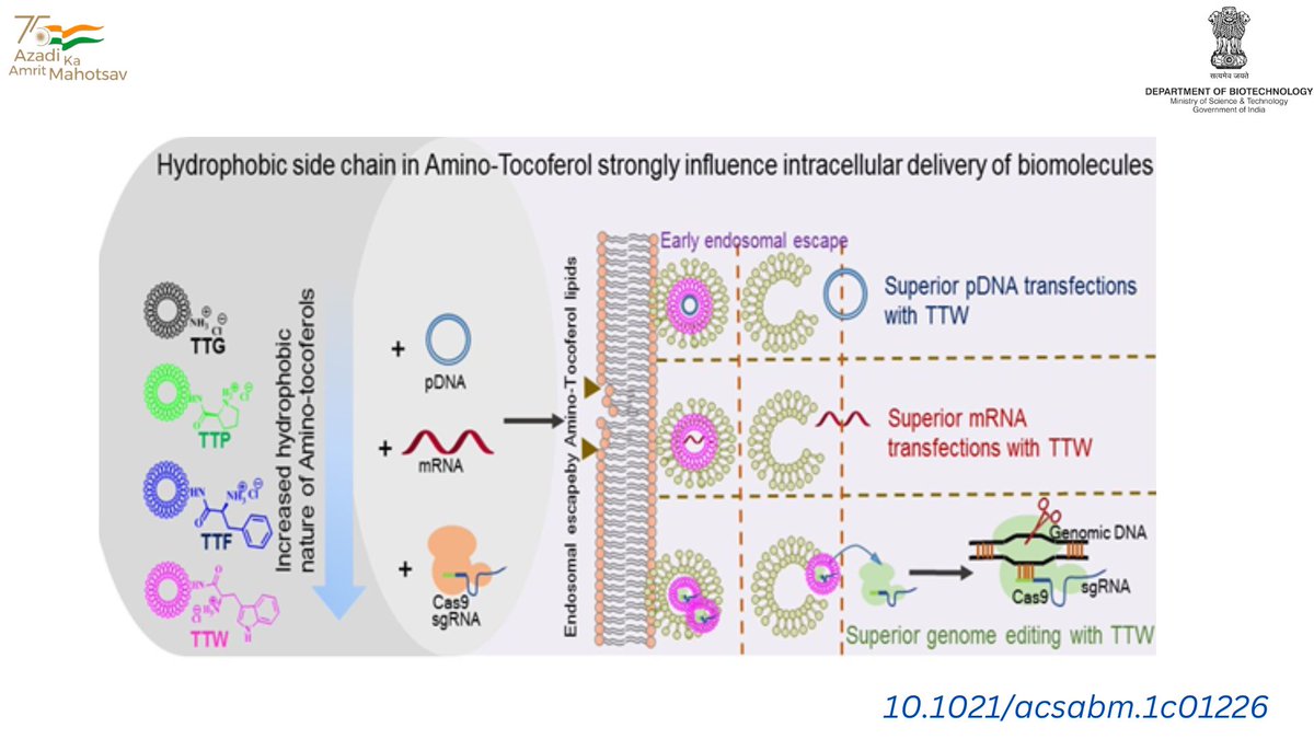 Department of Biotechnology (@dbtindia) on Twitter photo Vitamin E-based ionizable lipid nanocarrier system has been developed for delivery of genome editing tools and reagents in an efficient, safer, and less expensive manner <a href="/DBTIndia/">Department of Biotechnology</a>
<a href="/DrJitendraSingh/">Dr Jitendra Singh</a> <a href="/rajesh_gokhale/">Rajesh Gokhale</a> Vitamin E-based ionizable lipid nanocarrier system has been developed for delivery of genome editing tools and reagents in an efficient, safer, and less expensive manner <a href="/DBTIndia/">Department of Biotechnology</a>
<a href="/DrJitendraSingh/">Dr Jitendra Singh</a> <a href="/rajesh_gokhale/">Rajesh Gokhale</a>