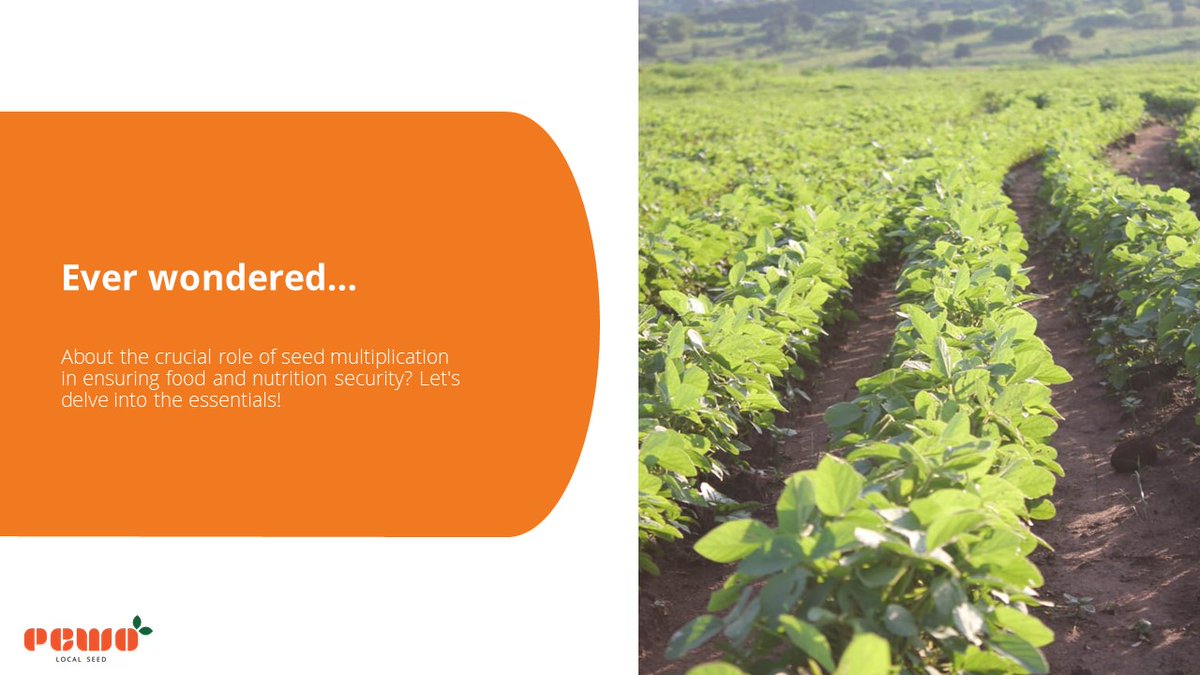 KvunoHubs's tweet photo. Ever wondered why seed multiplication is crucial for food and nutrition security? Let's break it down: https://t.co/WePFiroAyq